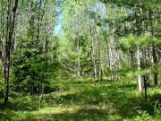 5.3 Acres of Tomahawk, WI Land for Sale Near State Forest
