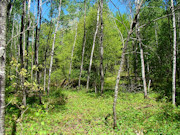 5.3 Acres of Tomahawk, WI Land for Sale Near State Forest