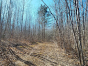32 Acres of Secluded Land with Trout Stream Near Tomahawk, WI