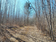 5 Acres of Tomahawk, WI Land for Sale Near State Forest