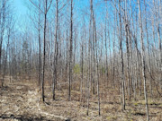 5 Acres of Tomahawk, WI Land for Sale Near State Forest