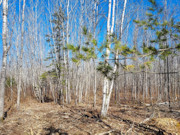 5 Acres of Tomahawk, WI Land for Sale Near State Forest