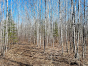 5 Acres of Tomahawk, WI Land for Sale Near State Forest