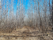 5+ Acres of Buildable Land for Sale Near Tomahawk, WI