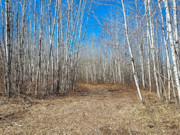 5+ Acres of Buildable Land for Sale Near Tomahawk, WI