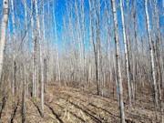 5+ Acres of Buildable Land for Sale Near Tomahawk, WI