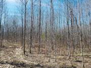 5+ Acres of Buildable Land for Sale Near Tomahawk, WI