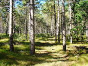 9.2-Acre Wooded Property for Sale in Adams County, WI near Rome!