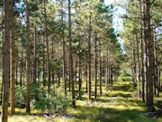 9.2-Acre Wooded Property for Sale in Adams County, WI near Rome!