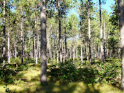 9.2-Acre Wooded Property for Sale in Adams County, WI near Rome!