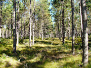 9.2-Acre Wooded Property for Sale in Adams County, WI near Rome!