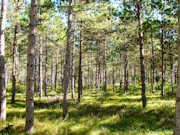9.2-Acre Wooded Property for Sale in Adams County, WI near Rome!