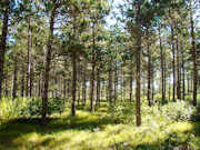 9.2-Acre Wooded Property for Sale in Adams County, WI near Rome!