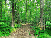 2-Acres Wooded Land near Lake Lucerne in Northern WI!