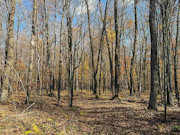 5 Acres for Sale Near Prentice WI - Buildable