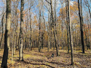 5 Acres for Sale Near Prentice WI - Buildable