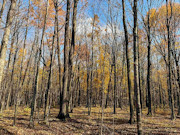 5 Acres for Sale Near Prentice WI - Buildable