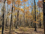 5 Acres for Sale Near Prentice WI - Buildable