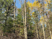 5 Acres for Sale Near Prentice WI - Buildable