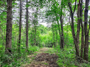 25 Acres Hunting Land for Sale Near Hawkins, WI