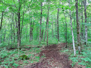 25 Acres Hunting Land for Sale Near Hawkins, WI