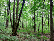 25 Acres Hunting Land for Sale Near Hawkins, WI