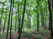 25 Acres Hunting Land for Sale Near Hawkins, WI