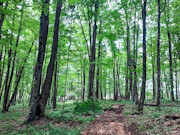 25 Acres Hunting Land for Sale Near Hawkins, WI