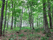 25 Acres Hunting Land for Sale Near Hawkins, WI