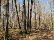 5-Acre Buildable Land for Sale Near Prentice WI