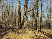 5-Acre Buildable Land for Sale Near Prentice WI