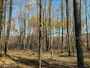 5-Acre Buildable Land for Sale Near Prentice WI