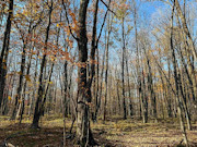 5-Acre Buildable Land for Sale Near Prentice WI