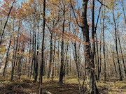 5-Acre Buildable Land for Sale Near Prentice WI