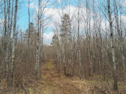 10 Acres of Buildable Wooded Land Near Tomahawk - Close to Lake Nokomis