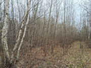 10 Acres of Buildable Wooded Land Near Tomahawk - Close to Lake Nokomis
