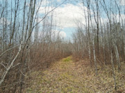 10 Acres of Buildable Wooded Land Near Tomahawk - Close to Lake Nokomis 10 Acres of Buildable Wooded Land Near Tomahawk - Close to Lake Nokomis