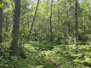 20 Acres Adjoining State Land Near Tomahawk - Buildable Privacy by Lake Nokomis