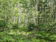 20 Acres Adjoining State Land Near Tomahawk - Buildable Privacy by Lake Nokomis