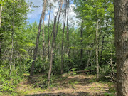 20 Acres Adjoining State Land Near Tomahawk - Buildable Privacy by Lake Nokomis