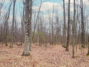 3-Acre Wooded Property Near Crivitz, WI - Your Northwoods Escape!