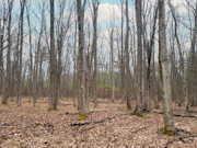 3-Acre Wooded Property Near Crivitz, WI - Your Northwoods Escape!