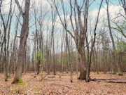3-Acre Wooded Property Near Crivitz, WI - Your Northwoods Escape!
