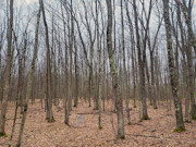 8-Acre Northeast Wisconsin Wooded Property For Sale!