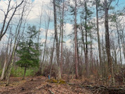 8-Acre Northeast Wisconsin Wooded Property For Sale!