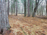 3-Acre Marinette County Wooded Land for Sale!