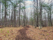 7-Acre Wooded Land for Sale, Town Corner Lake Area, Northeast WI!