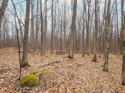 7-Acre Wooded Land for Sale, Town Corner Lake Area, Northeast WI!