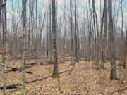 7-Acre Wooded Land for Sale, Town Corner Lake Area, Northeast WI!