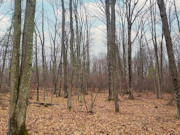 7-Acre Wooded Land for Sale, Town Corner Lake Area, Northeast WI!